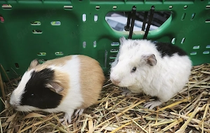 Junge Meerschweinchen