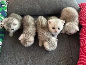 Süße BKH Kitten suchen liebevolle Familie