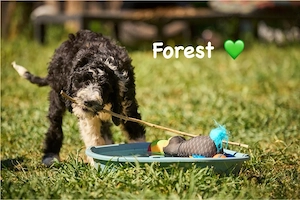 French water dog ( barbet) 