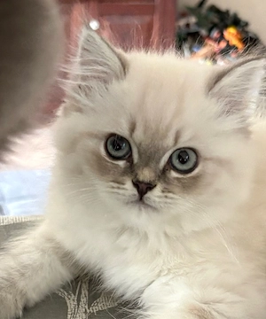 Britisch Langhaar Kater