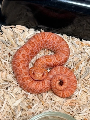 Heterodon Nasicus, Hakennasennatter 