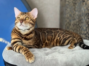 Bengalkitten Bild 8