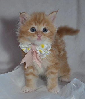 Reinrassige Maine-Coon