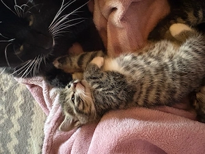 katzenbabys ab august 