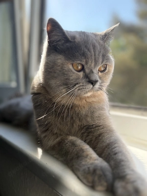 Suche kastrierte Katzenfreundin (8 14 Monate)