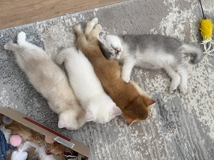 Zuckersüße BKH Kitten 
