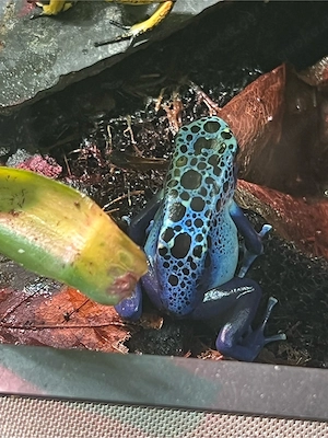 1.0.0 suche dendrobates tinctorius azureus