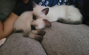 Wunderschönes Siamkatzen Mädchen 