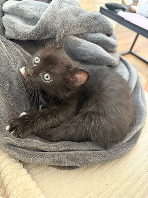 BKH Birma Mix Kitten
