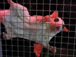 Suger Glider Bild 3