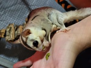 Suger Glider Bild 6