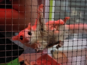 Suger Glider Bild 4