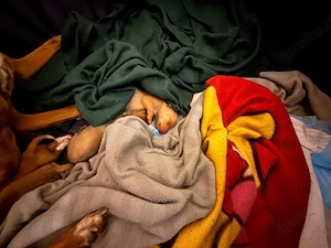 Podenco-Andaluz-Mischlingswelpen suchen liebevolle Familien   