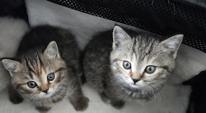 2 Süße BKH Kitten