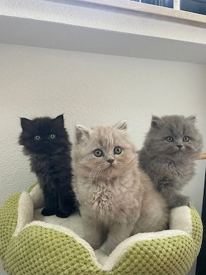 Wunderschöne Britisch Langhaar Kitten