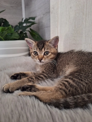 Britisch Kurzhaar (BKH) kitten