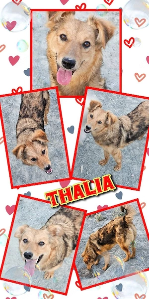 junge, bildhübsche, liebe, offene, menschenbezogene Hündin "Thalia" sucht ein Zuhause
