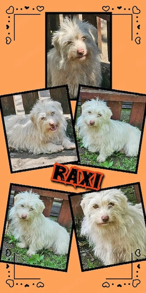 kleine, lustige, liebe, freundliche, wunderschöne Hündin "Raxi" sucht ein Zuhause 