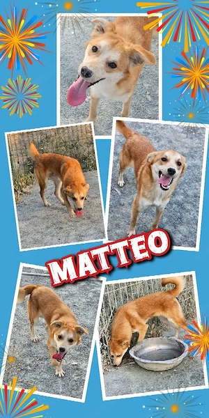 junger, bildschöner, sehr menschenbezogener Rüde "Matteo" sucht ein Zuhause