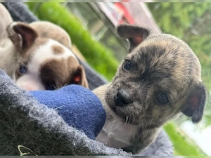 Wunderschöne Chihuahua-Welpen aus liebevoller Aufzucht