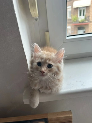 Ragdoll-Mix Kitten suchen ab sofort Liebevolles Zuhause 