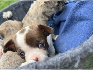 Wunderschöne Chihuahua-Welpen aus liebevoller Aufzucht