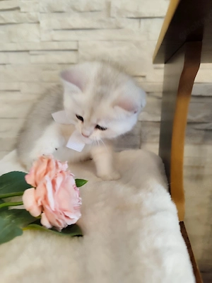 4 wunderschöne BKH Kitten (ab 18. Juni   genau 12 Wochen)   Eltern genetisch gesund!   