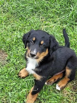 Berner Sennen x Border Collie Welpen 