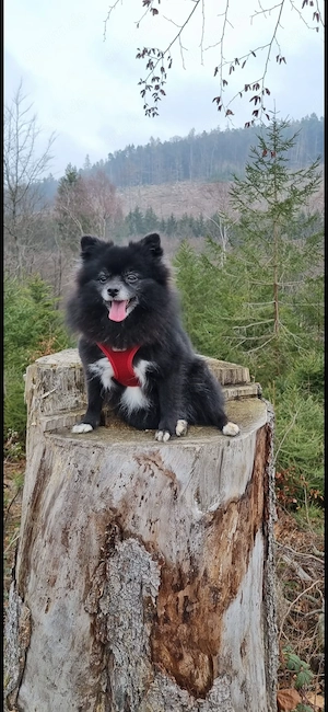 Zwergspitz Pomerian in liebevolle Hände abzugeben.