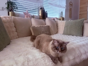Liebevoller Ragdoll Deckkater