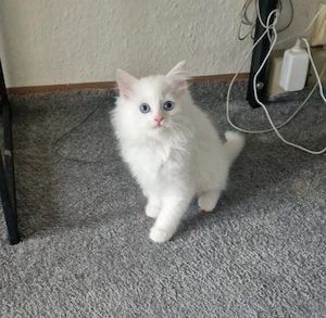 Baby katze Mädchen 