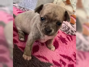 Chihuahua-Welpen   Klein, aber oho!