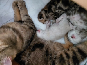 BkH Katzen Kitten 