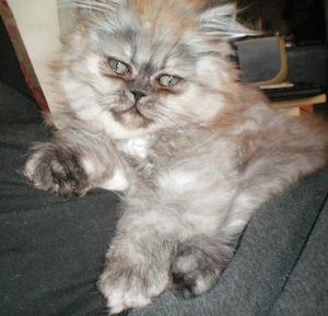 Reinrassige Perserkitten Perserbabys Perserkätzchen, 3 Monate alt,