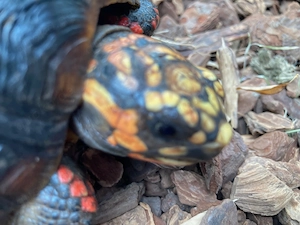 **Köhlerschildkröte**Geochelone-Carbonaria**NZ2021** 0.1