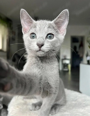 Reinrassige Russisch Blau Kitten, Babykatzen 