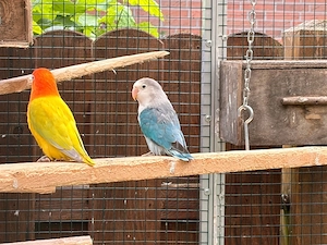 pfirsichköpfchen blau opalin dilute hahn 