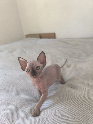 kanadische sphynx kitten