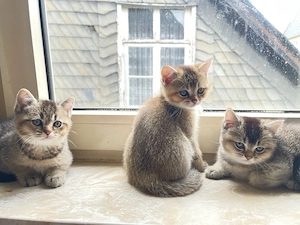 Britisch Kurzhaar (BKH) Kitten suchen ein liebevolles Zuhause   
