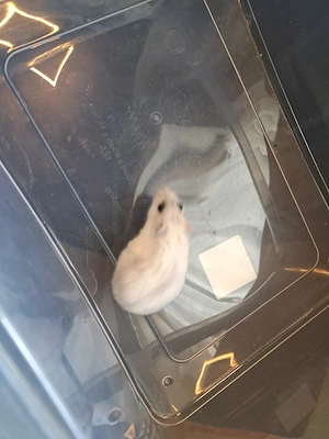 Zwerghamster 2 Damen