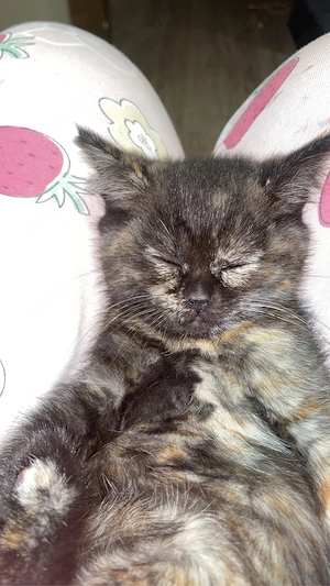 Bkh Kitten Reinrassig Sucht Neues Zuhause