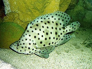 Meerwasserfische