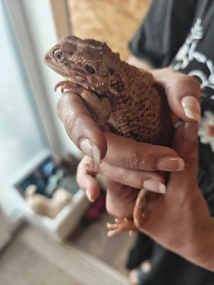 0.1 Zwergbartagame