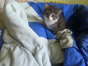 Katerbaby geboren am 3 Mai 2026