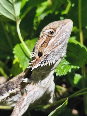 Bartagame weiblich 