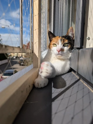 Liebes Katzenmädel Roma (ALO) Stuttgart
