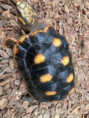 **Köhlerschildkröte**Geochelone-Carbonaria**NZ 2021** 0.1