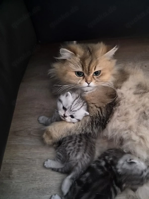 Bkh  Blh Kitten