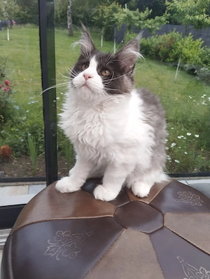 Maine Coon Kitten mit Stammbaum Reinrassige 