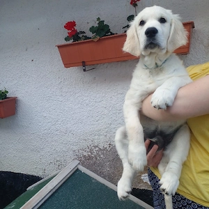 Golden retriever welpen 